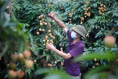 Bac Giang: Promouvoir l'efficacité de la protection par l'indication géographique du litchi "thiêu"