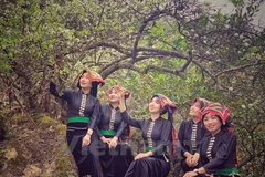 Les filles ethniques Thai apprécient l'atmosphère de ressort dans le plateau de Moc Chau