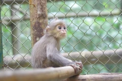 Ninh Binh : le Parc national de Cuc Phuong reçoit deux langurs gris