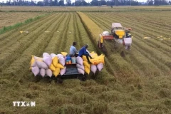 L’excédent commercial du secteur agricole de 16,5 milliards de dollarsen onze mois. Photo: VNA