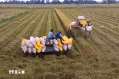 L’excédent commercial du secteur agricole de 16,5 milliards de dollarsen onze mois. Photo: VNA