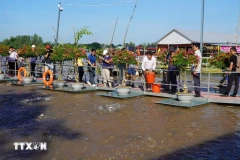 Les touristes visitent une ferme d'élevage de poissons dans la ville de Hong Ngu, province de Dong Thap. Photo: VNA