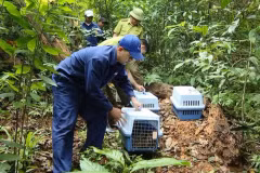 Plus de 20 animaux sauvages rares sont relâchés dans la nature. Photo: Internet