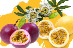 Fruit de la passion: cinquième fruit vietnamien à être officiellement exporté vers le marché australien