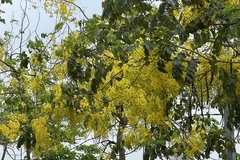 Lors de la floraison des cassiers, le bord du lac de l’Ouest se teint d’une couleur jaune. Cette scène bucolique attire bon nombre de promeneurs, venus prendre des photos. Photo: VietnamPlus