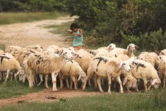Les agneaux à Ninh Thuân ne sont pas silencieux