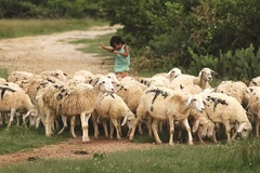 Les agneaux à Ninh Thuân ne sont pas silencieux