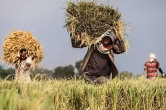 La CE envisage d’imposer les importations de riz du Cambodge et du Myanmar