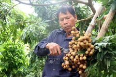 Un habitant de la commune de Hong Nam, ville de Hung Yen, récolte du longane. Photo : VNA