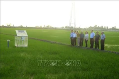 La délégation de la BM visite un modèle de production de riz à faibles émissions dans la province de Can Tho. Photo : VNA