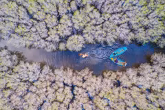 Efforts pour restaurer et préserver la « ceinture verte » des mangroves 