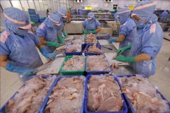 La transformation de filets de poisson Tra destinés à l'exportation dans une usine de la société d'import-export Cuu Long An Giang. Photo : VNA