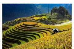 CNBC fait l'éloge de la beauté de Mu Cang Chai