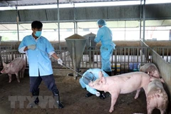 Bac Lieu annonce la fin de la peste porcine africaine