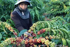 Le Vietnam cherche à élargir les marchés d'exportation des produits agricoles