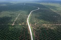 L'Indonésie va poursuivre l'UE en justice pour protéger son industrie de l'huile de palme