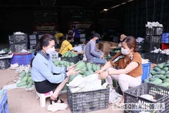 La mangue verte du Vietnam promue en Australie