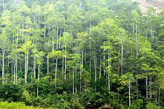 Plantation de près de 17.400 hectares de forêts en mars