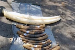 ​Hai Phong : Saisie d’un grand volume d’écailles de pangolins et de défenses d'éléphant