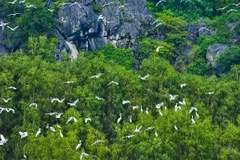 Le Vietnam et le WWF intensifient leur coopération