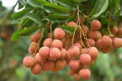 Le litchi "thiêu" du Vietnam à la conquête du marché néerlandais