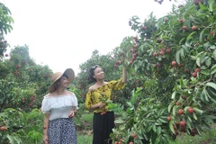 Voyage dans des verges à Bac Giang