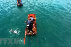 Un dauphin remis à la mer à Quang Ninh