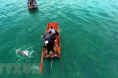 Un dauphin remis à la mer à Quang Ninh