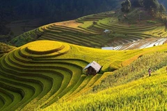 Trek virtuel dans les rizières en terrasses de Hoàng Su Phi 