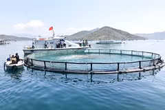 Le Vietnam promeut le développement durable de l’aquaculture marine
