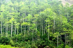 Plantation de près de 17.400 hectares de forêts en mars
