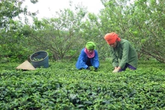 BM: le taux de pauvreté au Vietnam en forte baisse ces dix dernières années