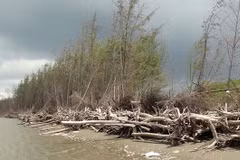 Bên Tre: la protection des mangroves associée au développement de la production
