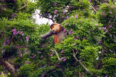 Le Peltophorum pterocarpum est la nourriture préférée du douc langur à pattes brunes, qui est connu sous le nom de « reine des primates ». Photo: Vietnamplus