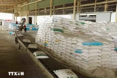 L'Afrique est un marché très prometteur pour le riz vietnamien. Photo: VNA