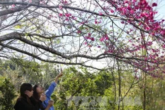 Bientôt l’événement "Fleurs de cerisier - Pa Khoang - Dien Bien 2019"