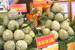 Lang Son : Bientôt la 3e Journée des pommes cannelles Chi Lang