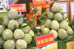 Lang Son : Bientôt la 3e Journée des pommes cannelles Chi Lang