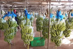 HAGL Agrico expédie sa première cargaison de bananes à partir du Cambodge vers la Chine