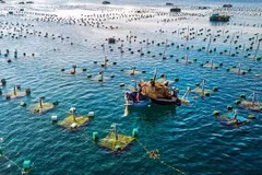 Développer la mariculture sera une tendance inévitable