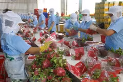 Pour promouvoir les exportations de fruits et légumes en Chine 