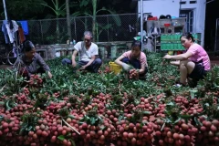 Après avoir obtenu une indication géographique, les premiers lots de litchi Luc Ngan ont été exportés vers le Japon, marquant une amélioration dans le travail de développement de la propriété intellectuelle. Photo : VNA