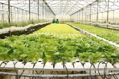 Ho Chi Minh-Ville vise une production agricole de 25.500 dollars par hectare d'ici 2025. Photo: dangcongsan.vn