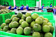 Le pamplemousse frais du Vietnam autorisé à exporter vers la République de Corée