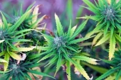 Le cannabis sera réinscrit comme stupéfiant en Thaïlande d'ici la fin de l'année