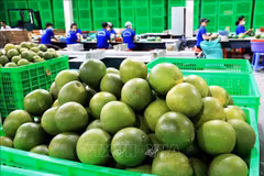 Le pamplemousse frais du Vietnam autorisé à exporter vers la République de Corée