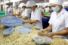 Une ligne de transformation de noix de cajou. (Photo tienphong.vn)