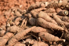 La Thaïlande est le premier exportateur mondial de produits à base de manioc. (Photo : Poste de Bangkok)