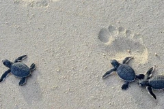 Conservation et protection des populations et des habitats des tortues marines