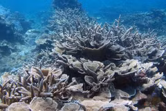 Promotion de la préservation de la biodiversité et des écosystèmes marins
